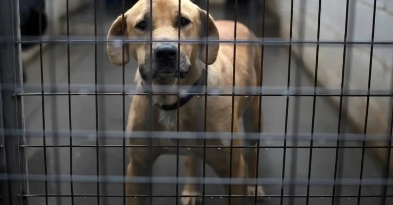 Ceuta Avanza hacia la Creación de un Crematorio para Mascotas