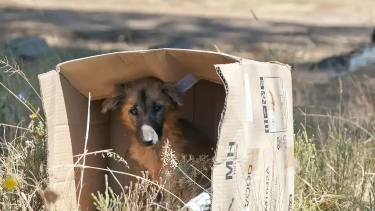 Ceuta Refuerza su Compromiso con el Bienestar Animal y el Medio Ambiente a Través de Tragsa