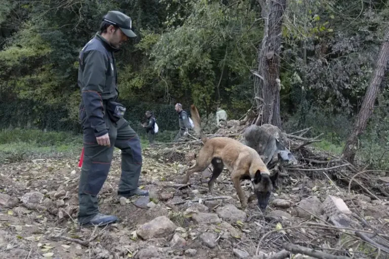 Investigación sobre la Peste Porcina Africana: Operativo en Cerdanyola del Vallès
