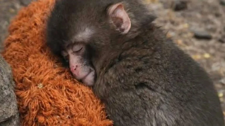 La Esperanza de Punch: Un Macaco Japonés en Busca de Aceptación