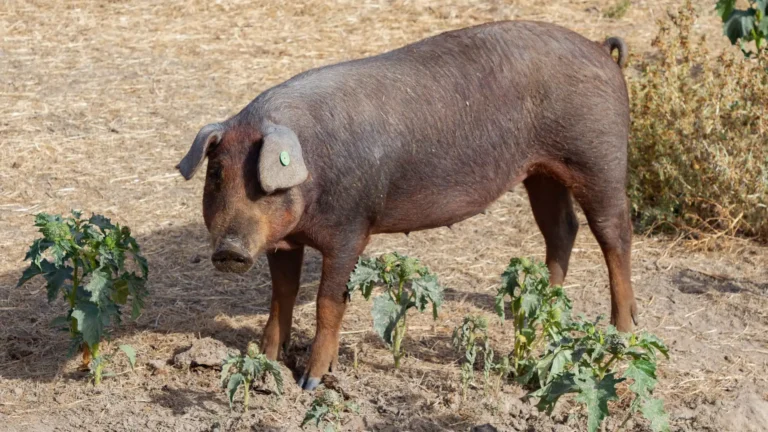 La UME y la Lucha Contra la Peste Porcina en Cataluña