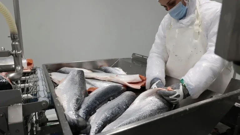 Ubago Group: Un Gigante de la Conservación de Pescados en Crecimiento Sostenido